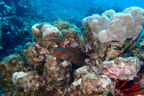 Guinea moray eel (Gymnothorax meleagris) — Muraenidae — 2