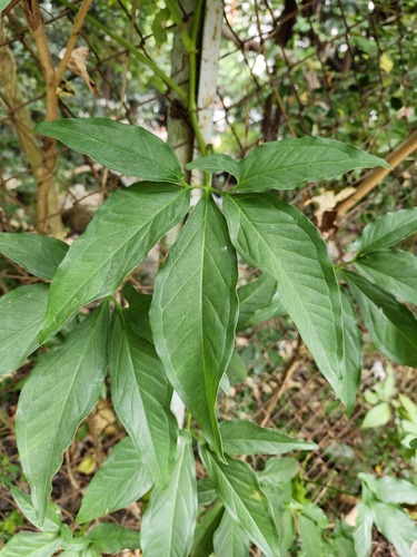 Syngonium angustatum