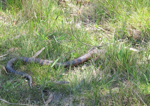 Tiger Snake sighting