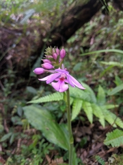 Calanthe masuca