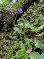 Calanthe masuca