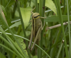 Choroedocus robustus