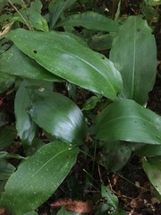 Aspidistra