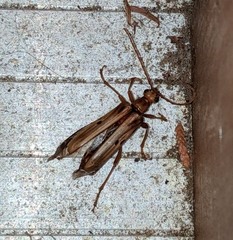 Ortholeptura valida