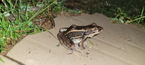 Galam white-lipped frog