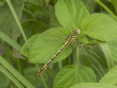 Platygomphus dolabratus