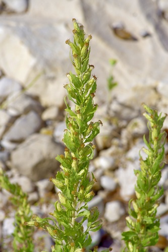 Gravelbar Brickellbush (Brickellia dentata)