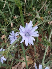 Cichorium intybus