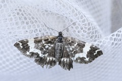 Rheumaptera hastata