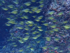 Pempheris