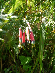 Phaedranassa tunguraguae