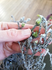 Amphithalea tomentosa