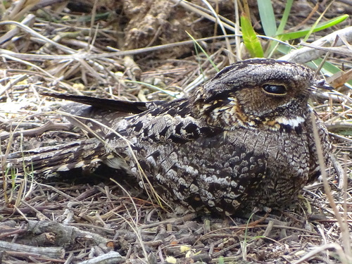 Fiery-necked Nightjar (Caprimulgus pectoralis), photo 10