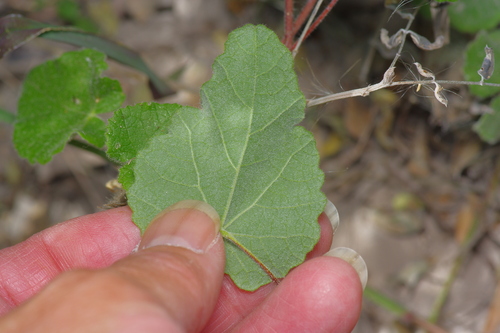 Image of Abutilon wrightii by (c) Michelle W. （鍾偉瑋）, some rights reserved (CC BY)
