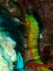 Hippocampus histrix
