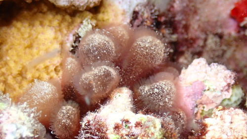 Gibsmithia hawaiiensis observed 2024-10-23