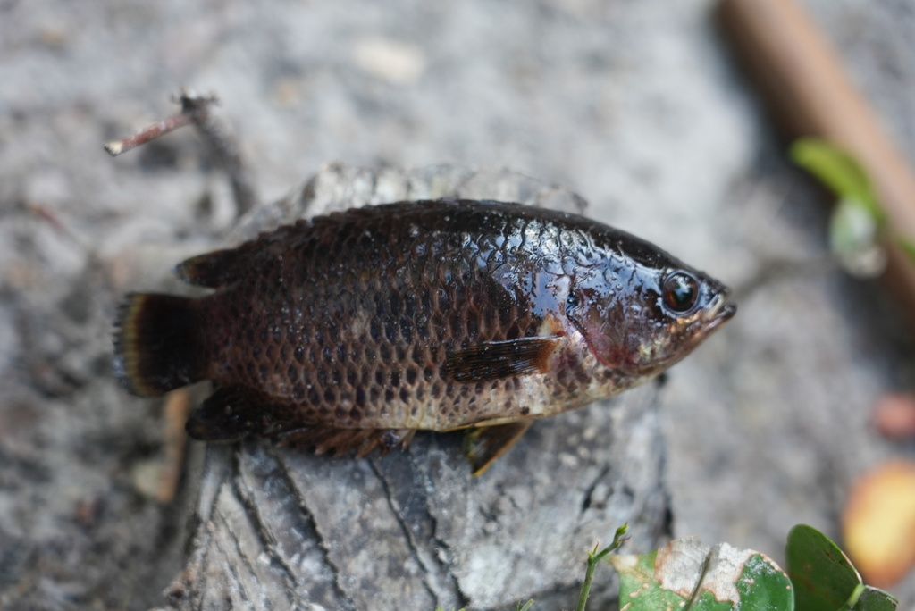 Marbled Climbing Perch