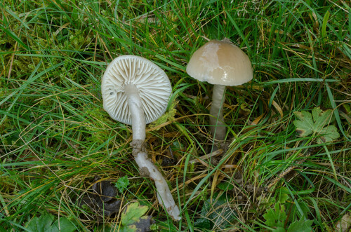 Gliophorus irrigatus (Pers.) A.M.Ainsw. & P.M.Kirk