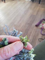 Amphithalea tomentosa