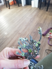 Amphithalea tomentosa