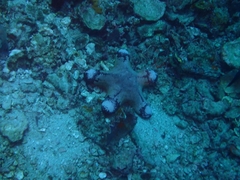 Choriaster granulatus