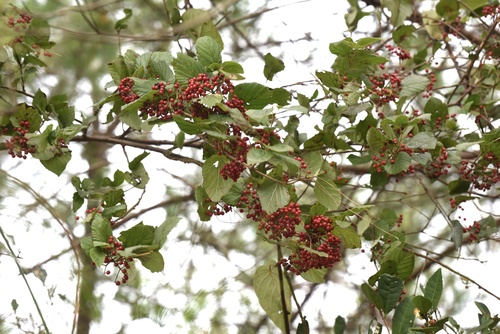 Viburnum erosum f. erosum iNat (1)