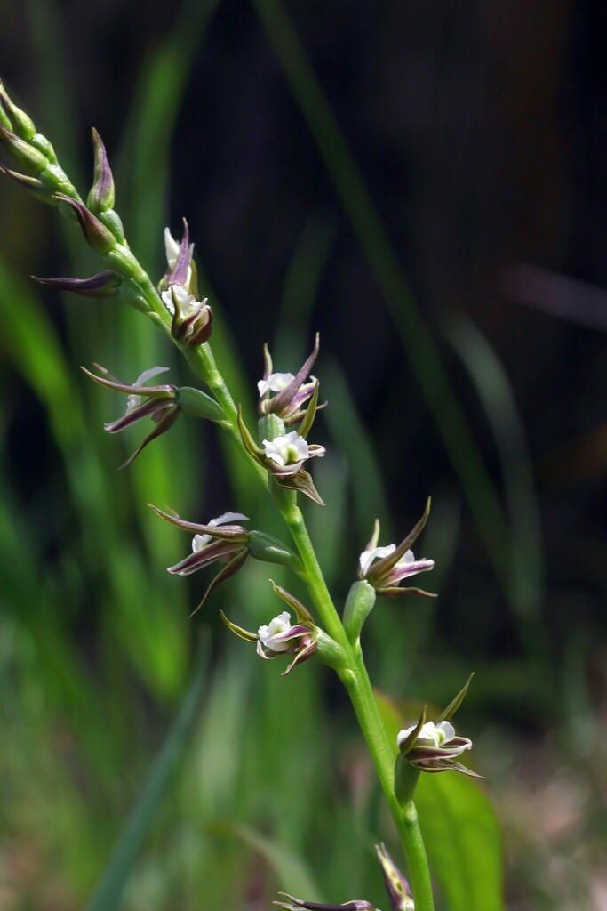Prasophyllum sylvicola