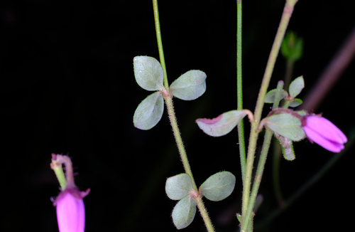Image of Tetratheca ciliata by (c) Peter Crowcroft, some rights reserved (CC BY)