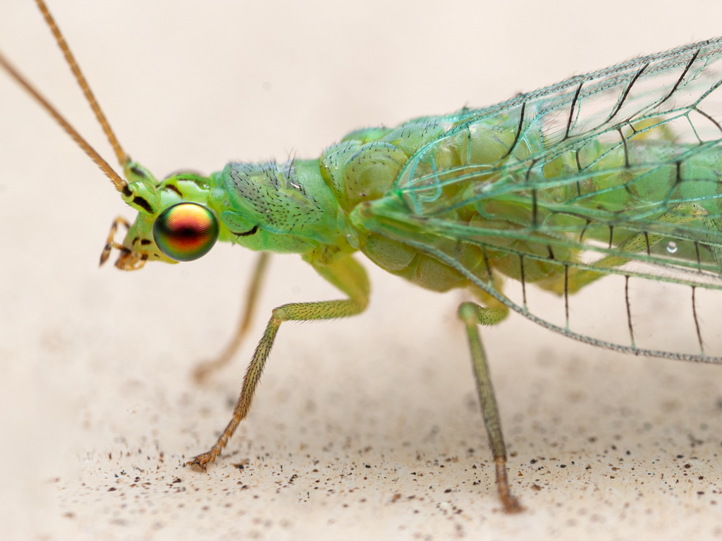 Mallada signatus