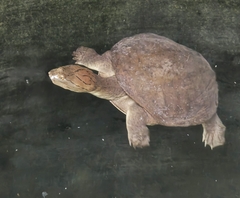 Indian Flapshell Turtle photo 4