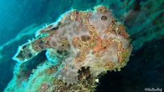 Antennarius commerson
