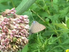 Satyrium caryaevorus