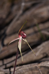 Caladenia reticulata