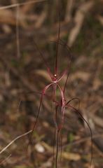 Caladenia filamentosa