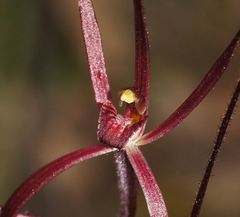 Caladenia filamentosa