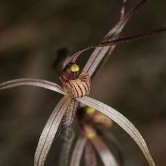 Caladenia filamentosa