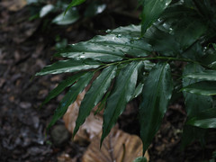 Alpinia flabellata