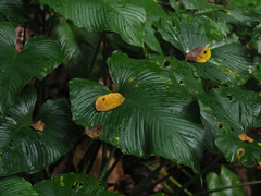 Schismatoglottis kotoensis