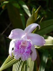 Sobralia rosea