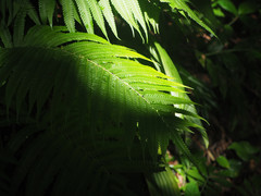 Sphaerostephanos productus