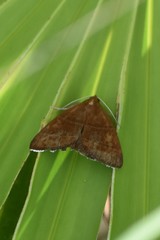 Argyrostrotis quadrifilaris
