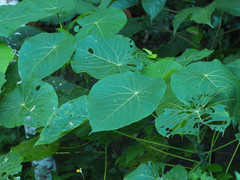 Homalanthus fastuosus