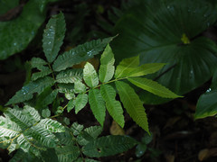 Pometia pinnata