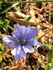 Cichorium intybus