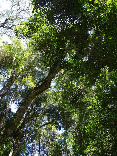 Image of Olea capensis by (c) Shaun Swanepoel, some rights reserved (CC BY)
