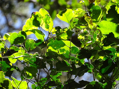 Image of Olea capensis by (c) Shaun Swanepoel, some rights reserved (CC BY)