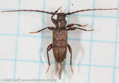 Opsimus quadrilineatus