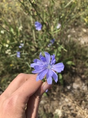 Cichorium intybus