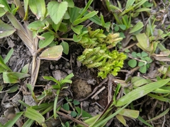 Selaginella ciliaris