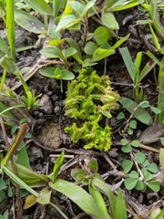 Selaginella ciliaris